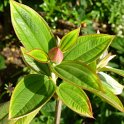 Tibouchina urvillaeana feuille